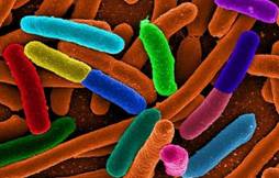 Epidemia E.coli, nessun caso in Italia